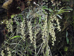 Imagem de Rhipidoglossum xanthopollinium (Rchb. fil.) Schltr.