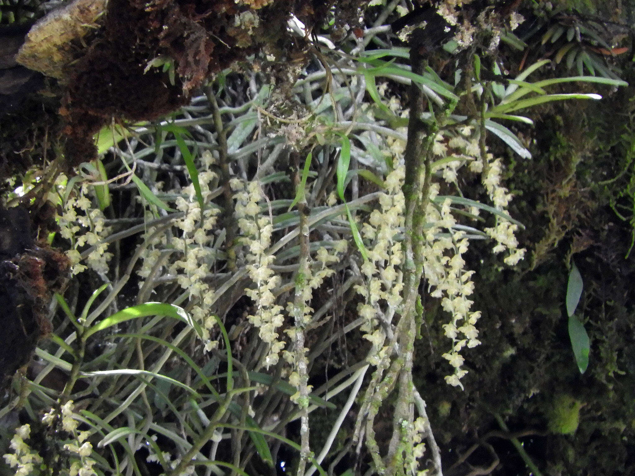 Image of Rhipidoglossum xanthopollinium (Rchb. fil.) Schltr.