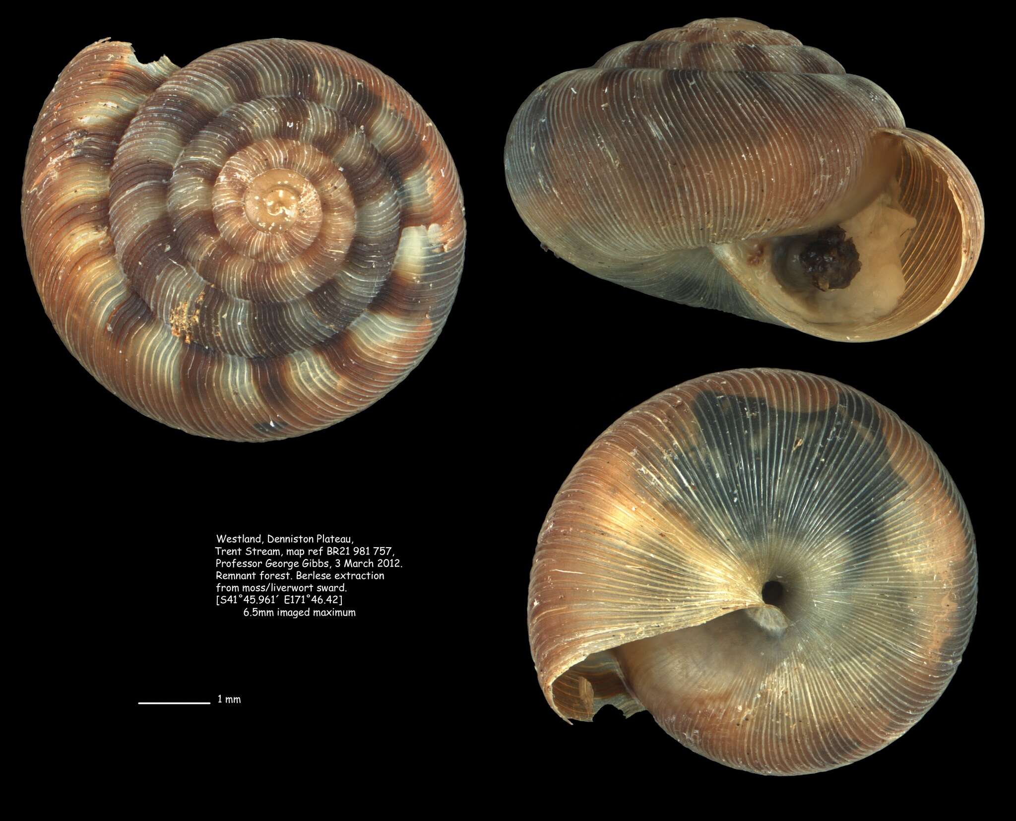 Image of Phacussa hypopolea