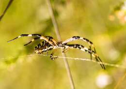 Image of Barbary Spider