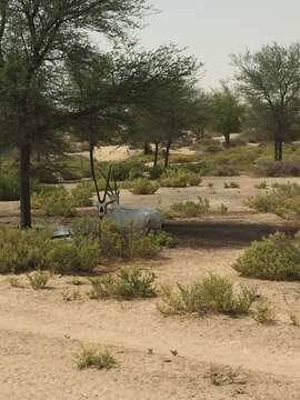 Image of Arabian Oryx