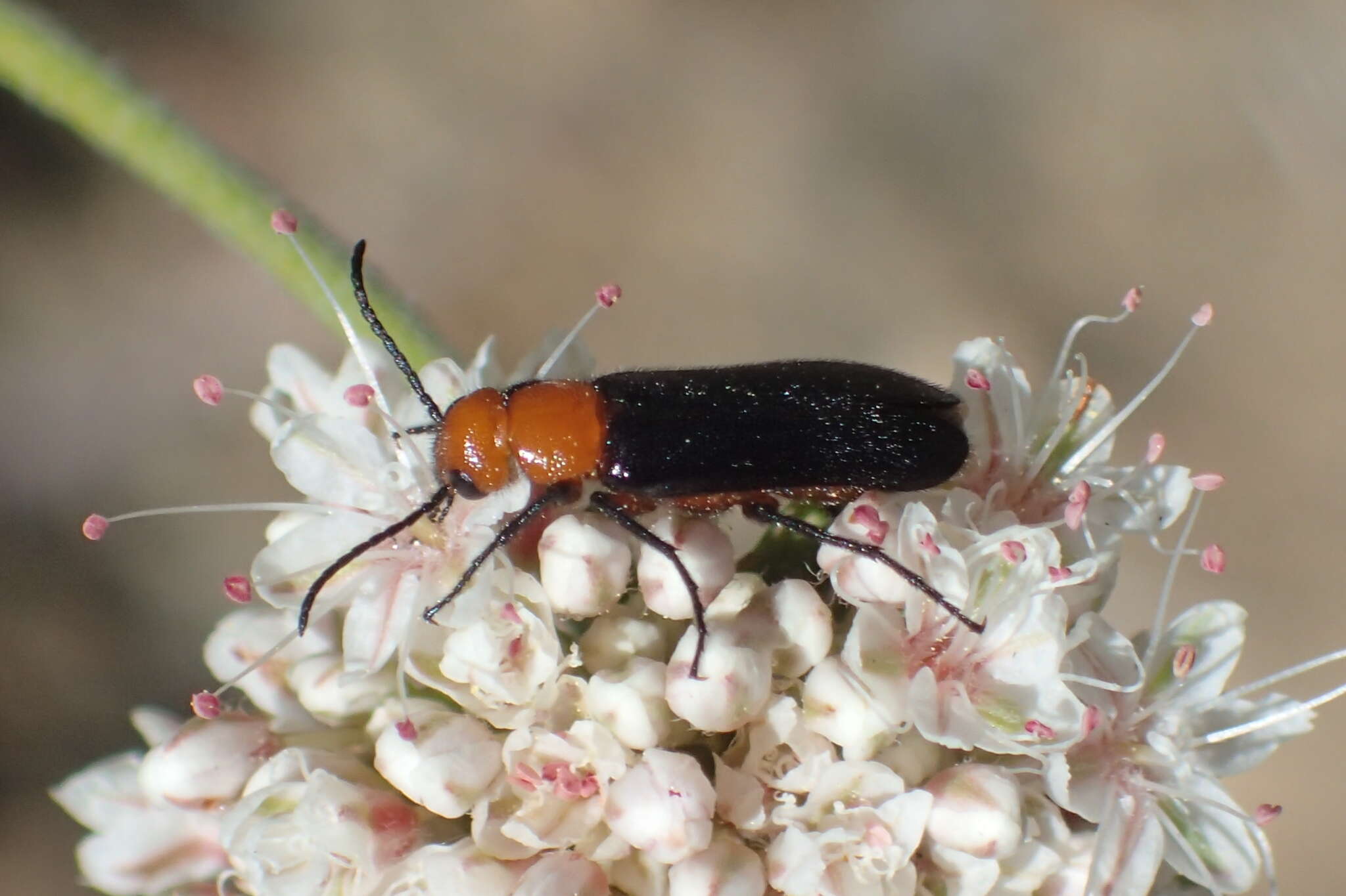 Image of Nemognatha (Pauronemognatha) nigripennis Le Conte 1853