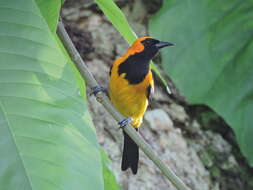 Image of Orange-crowned Oriole