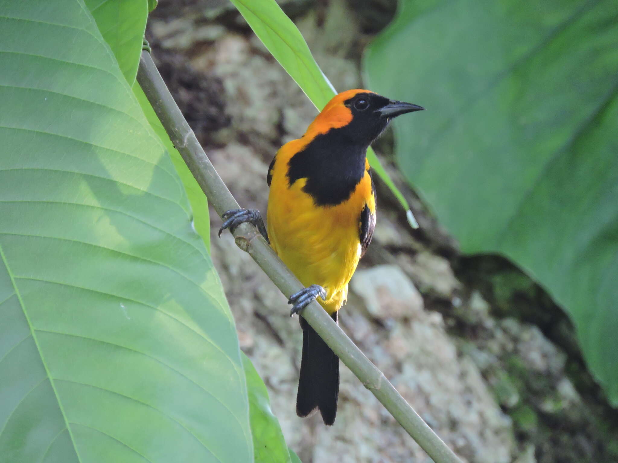 Icterus auricapillus Cassin 1848 resmi