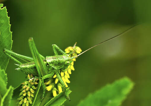 Imagem de Decticus verrucivorus (Linnaeus 1758)