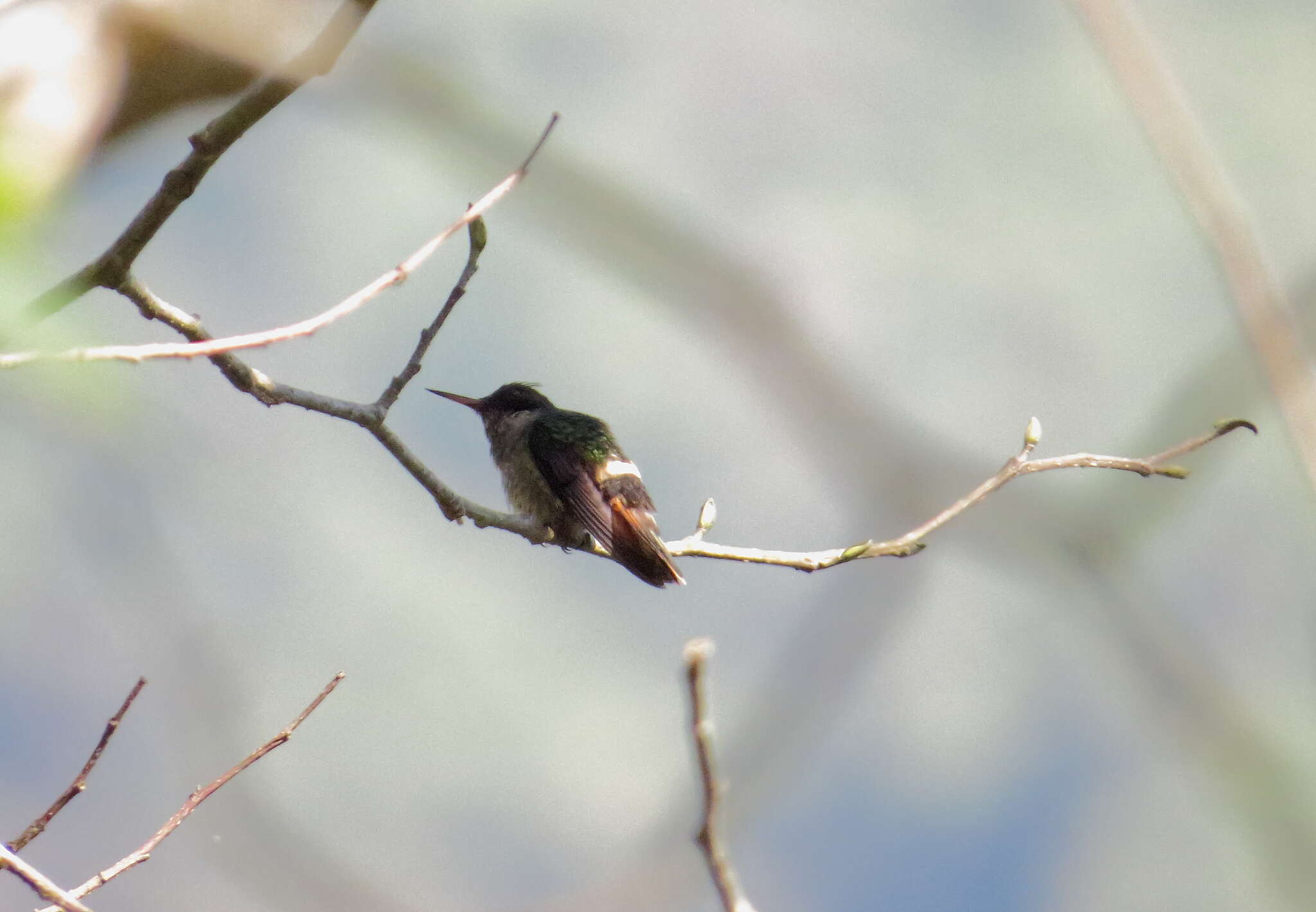 Lophornis helenae (Delattre 1843) resmi