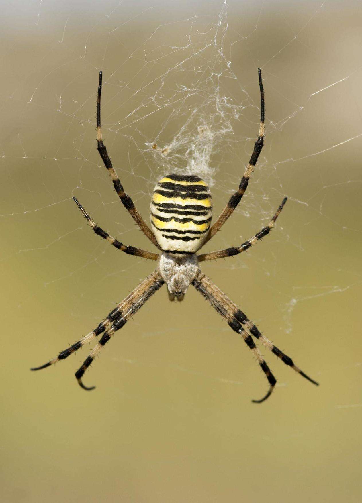 Image of Barbary Spider