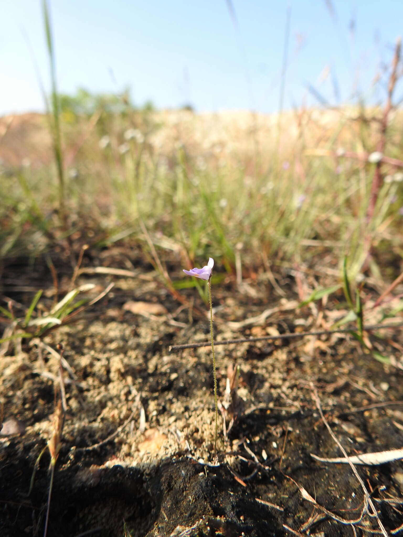 Image of Utricularia hirta Klein ex Link