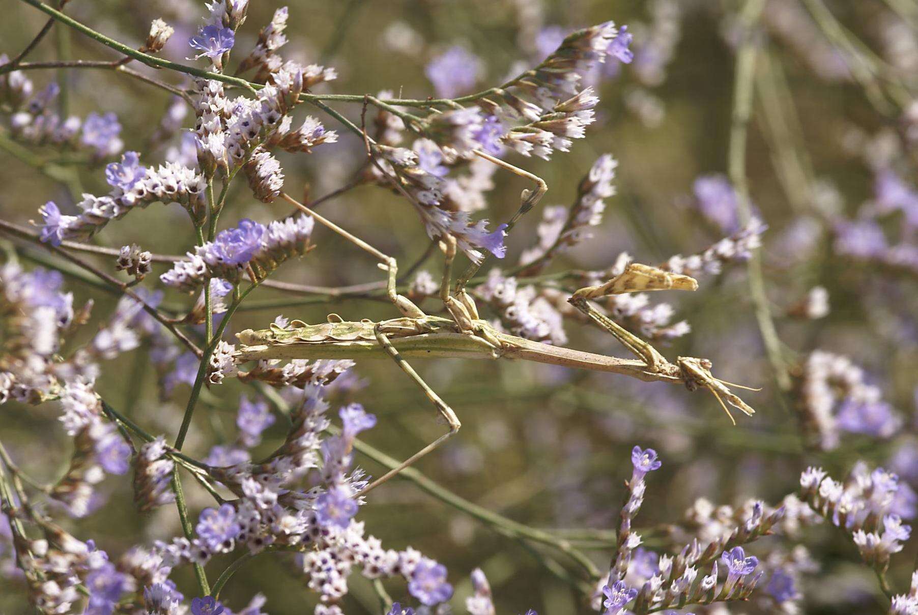 Image of Marsh Rosemary