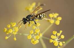 Image of Paper wasp