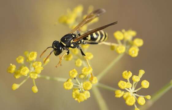 Image de Polistes gallicus (Linnaeus 1767)