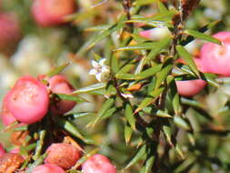 Image of Leptecophylla pogonocalyx subsp. pogonocalyx