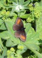 Image of Eriphyle Ringlet