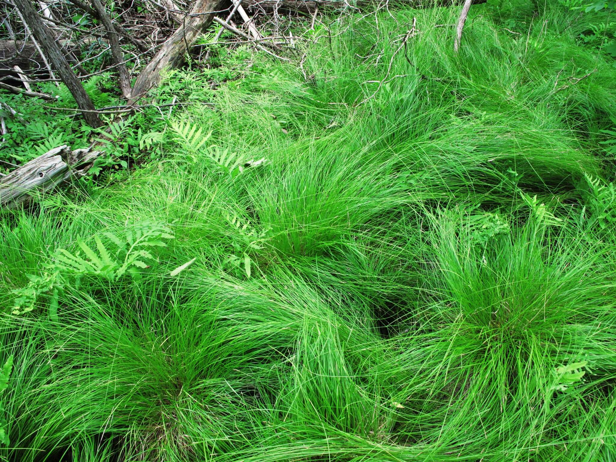 Image of brome-like sedge