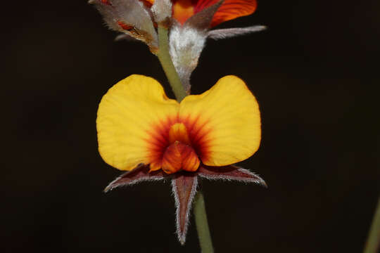 Image of Jacksonia restioides Meissner