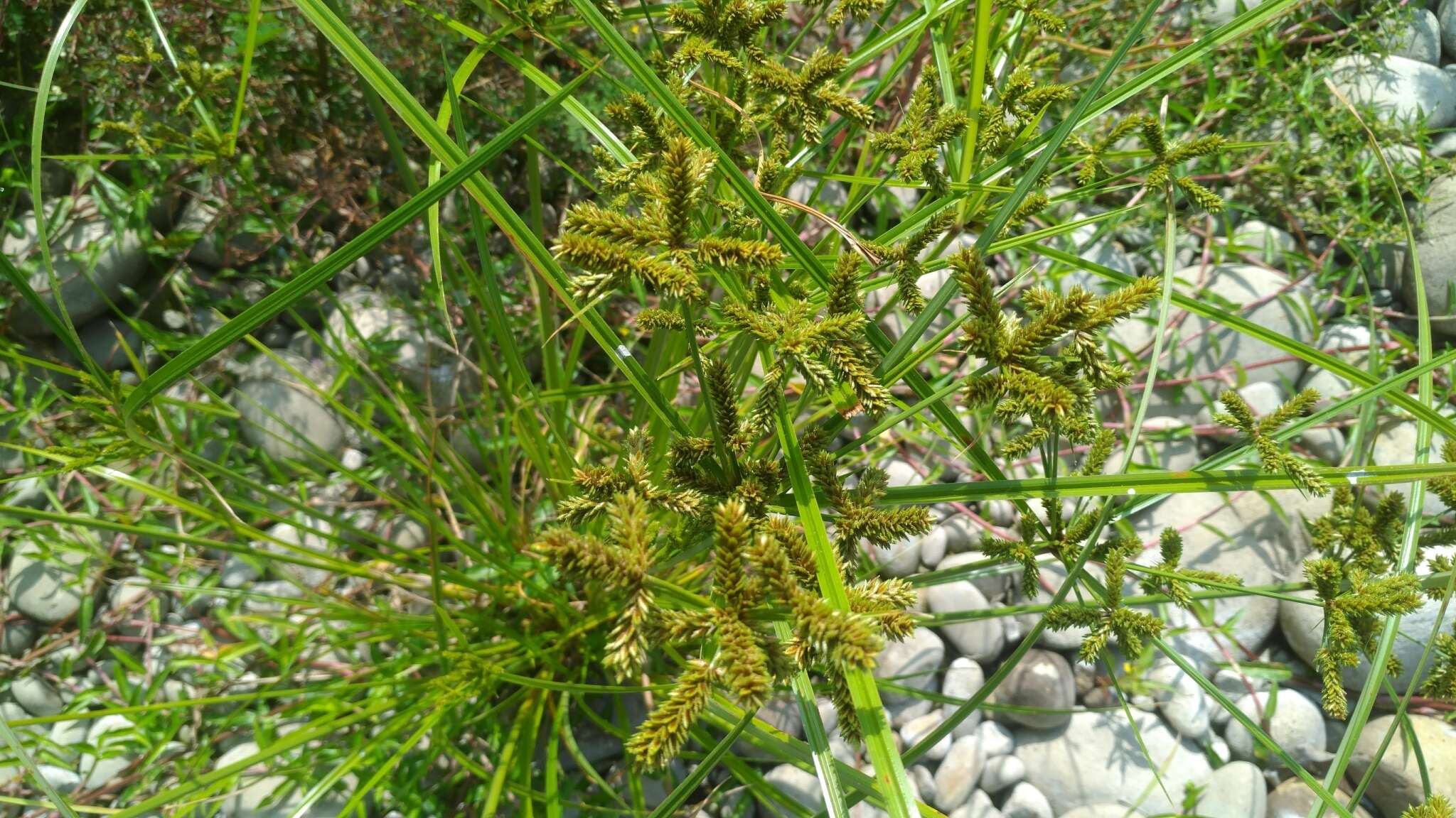 صورة Cyperus imbricatus Retz.