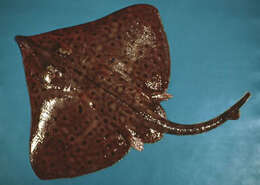 Image of Barndoor Skate