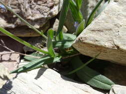 Image of Alpine forget-me-not