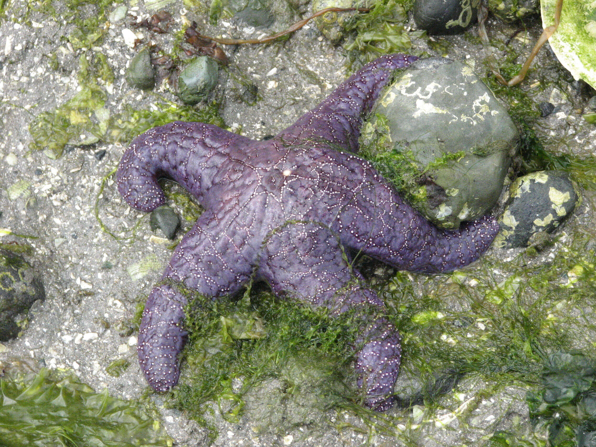 Image of ochre sea star