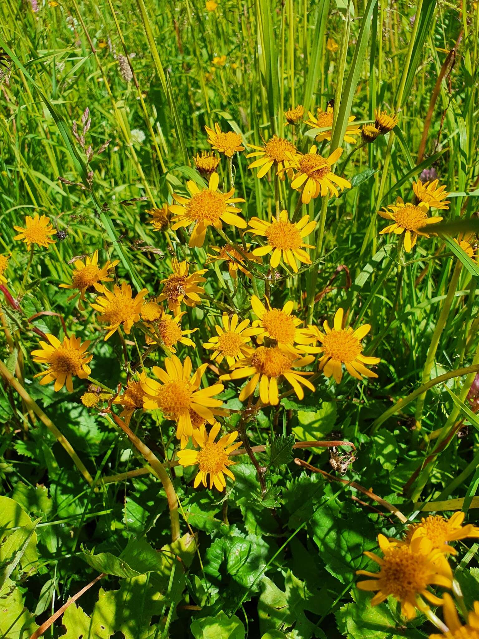 Слика од Jacobaea subalpina (W. D. J. Koch) Pelser & Veldkamp