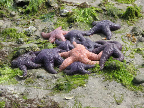 Image of ochre sea star