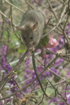 Image of Black Rat