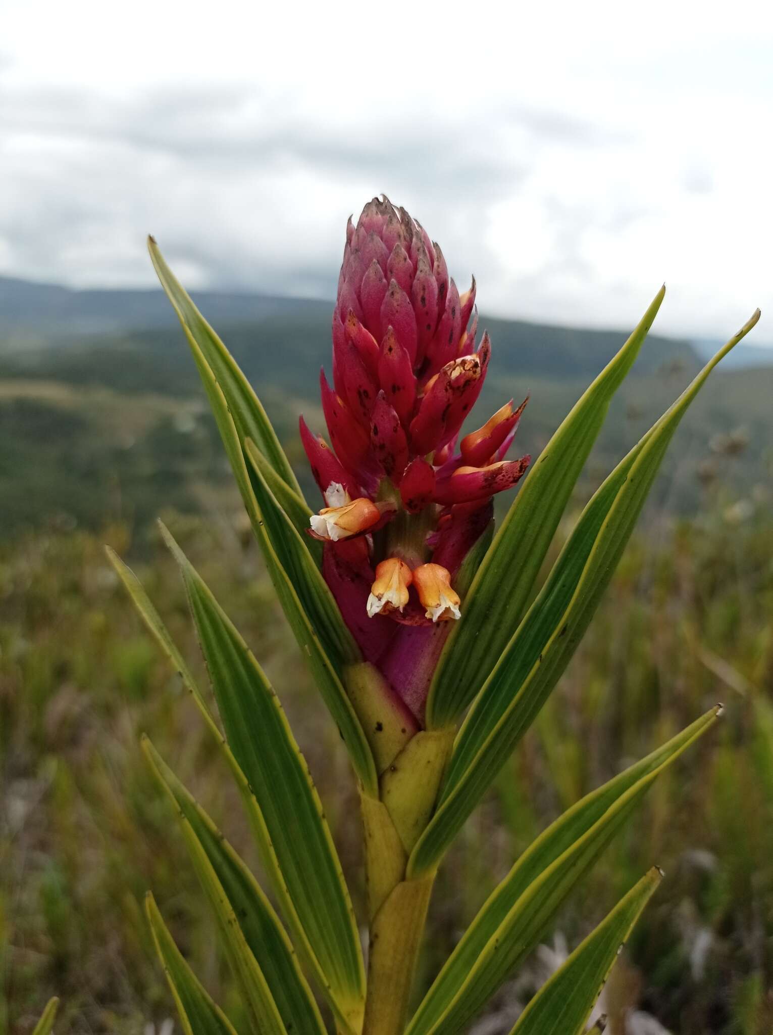 Image of Elleanthus myrosmatis (Rchb. fil.) Rchb. fil.