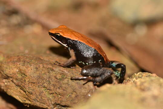 Image of Mantella ebenaui (Boettger 1880)