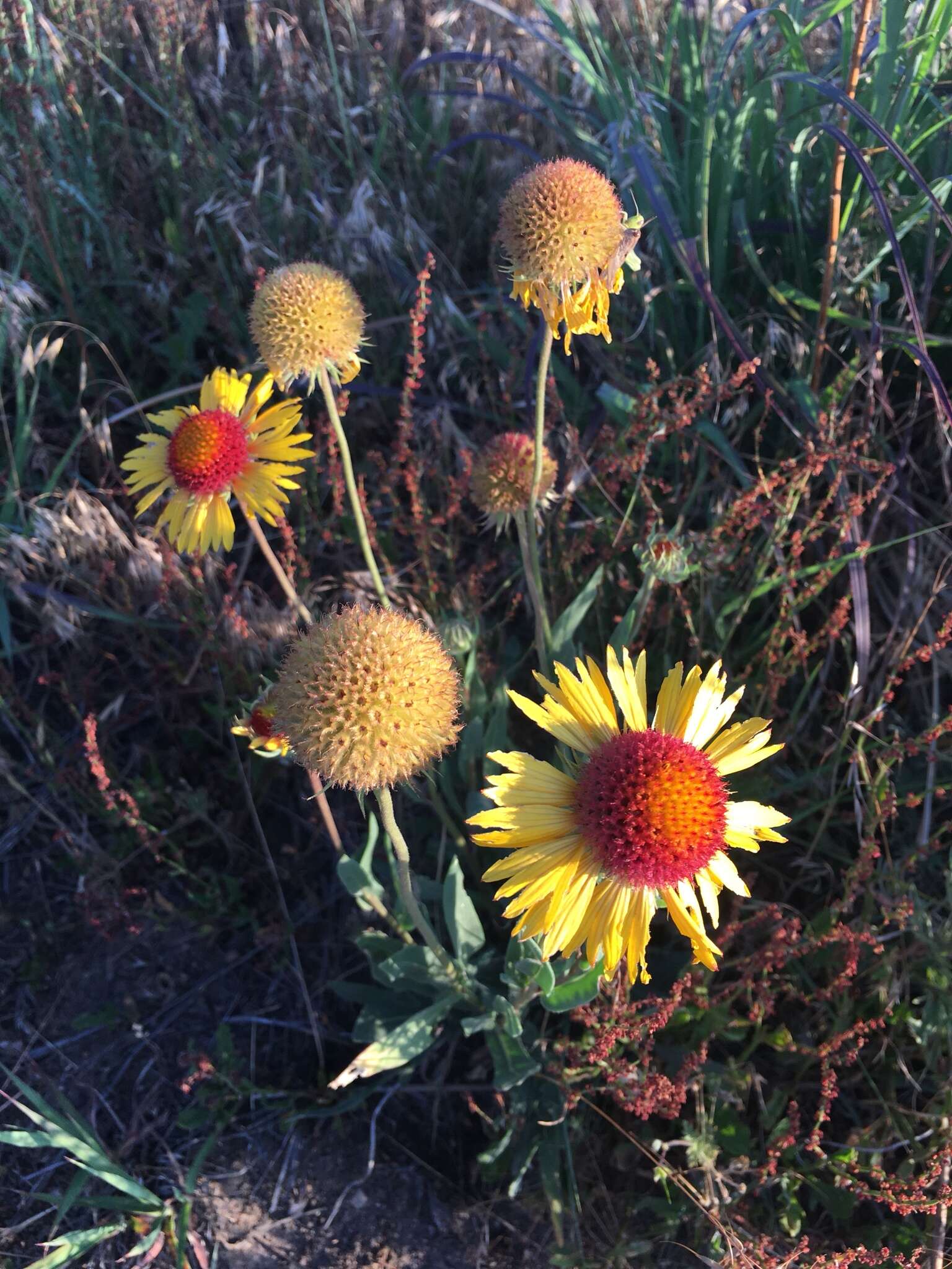 Image of Common perennial gaillardia