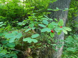 Слика од Lonicera utahensis S. Wats.