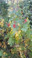 Image of California mountain ash