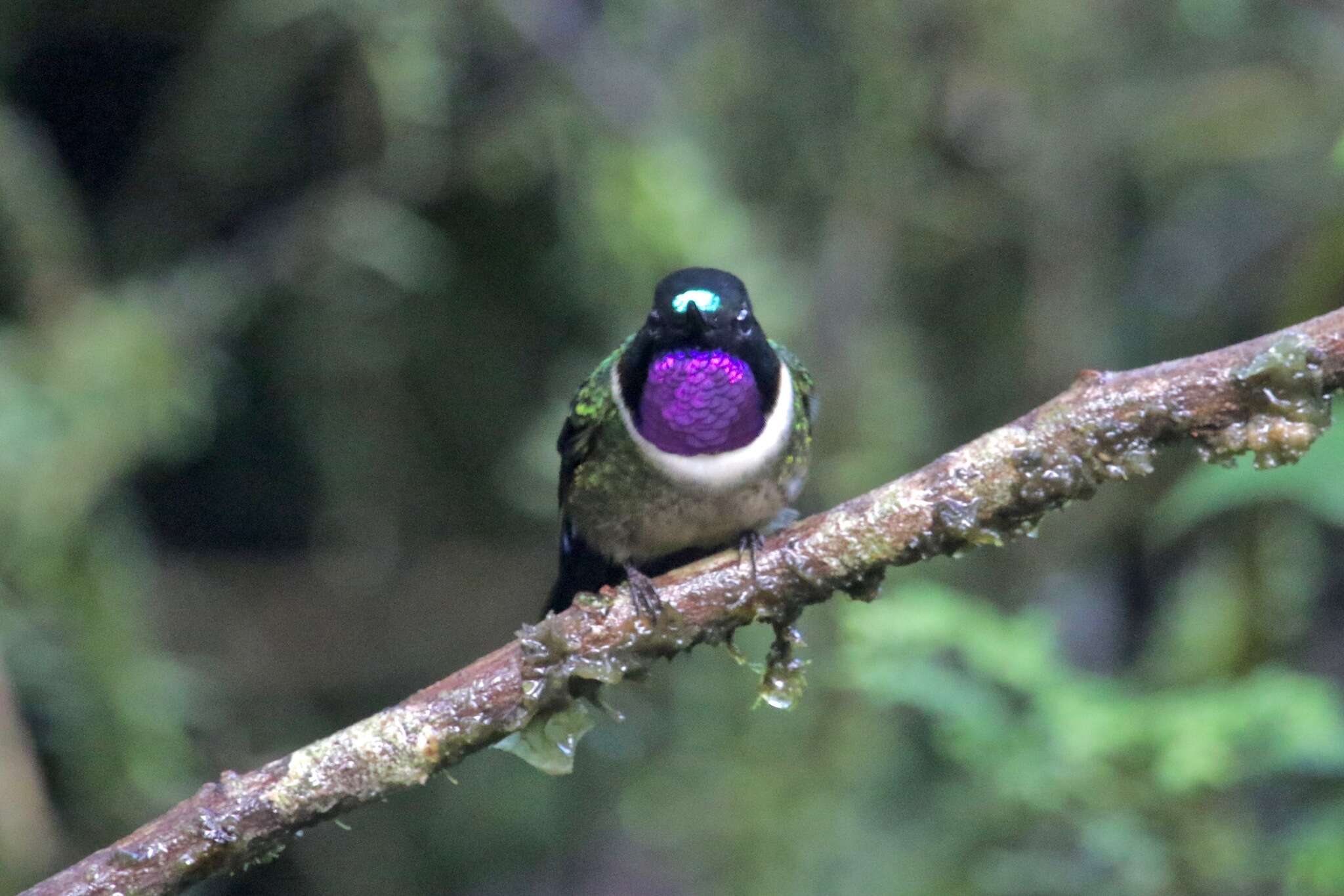 Image of Amethyst-throated Sunangel