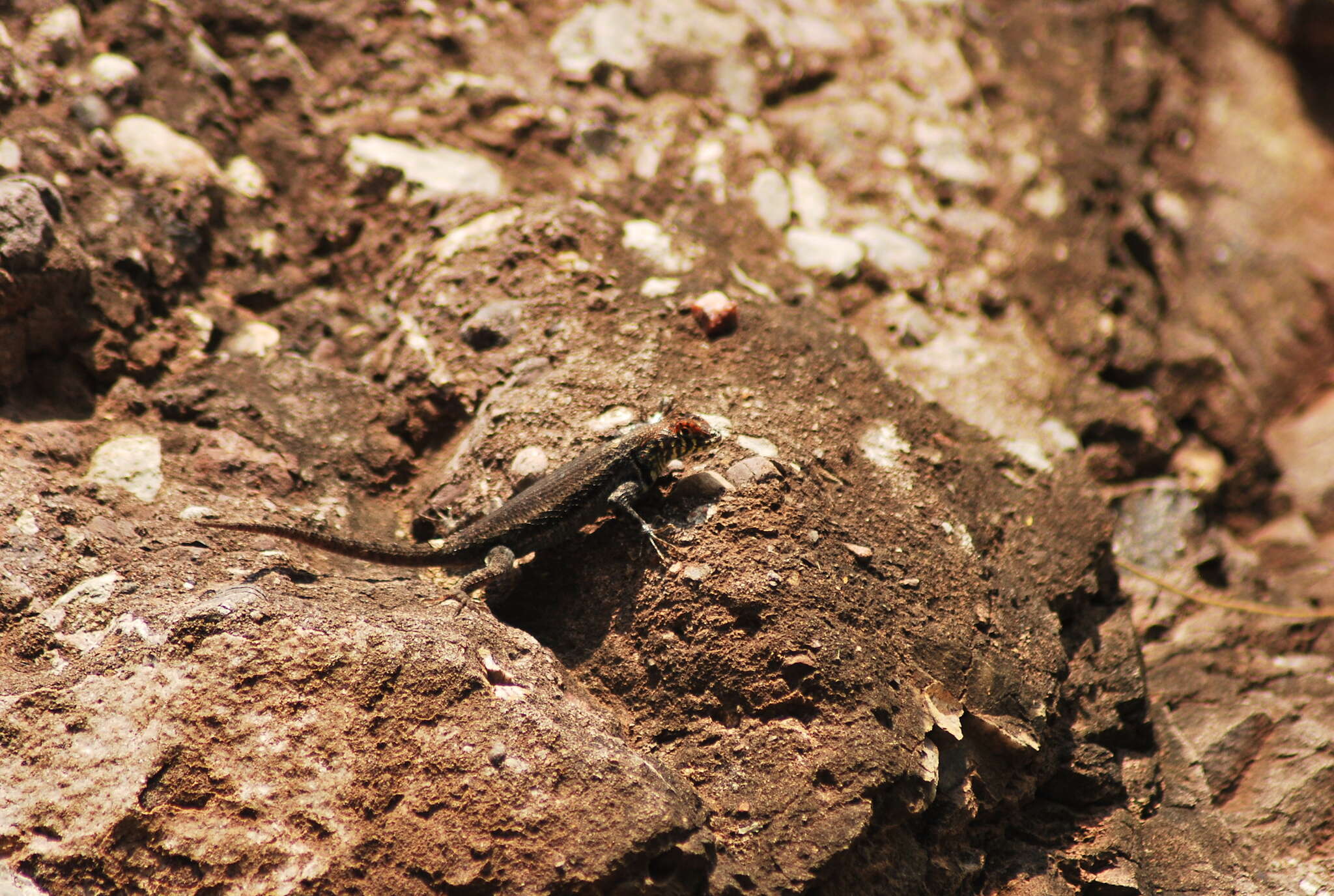 Imagem de Sceloporus pyrocephalus Cope 1864