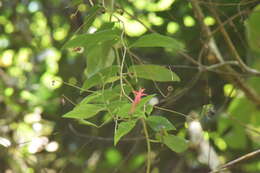 Image of Siphocampylus convolvulaceus (Cham.) G. Don