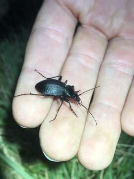 Image of Carabus (Carabus) goryi Dejean 1831