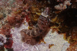 Image of New Zealand urchin clingfish