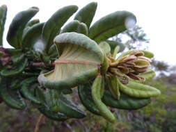 Image of Pancheria hirsuta Vieill. ex Pamp.