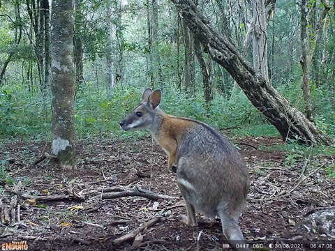 Image of Black-striped Scrub Wallaby