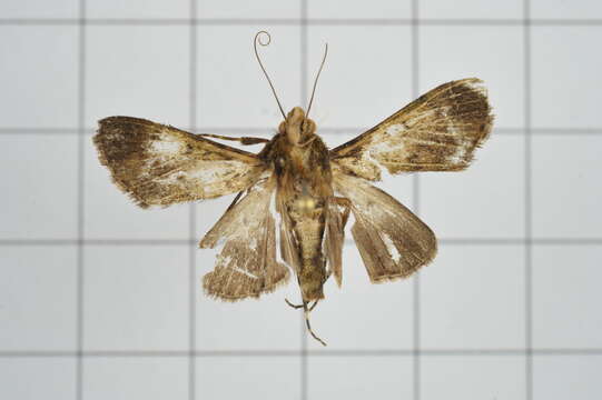 Image of Teliphasa nubilosa Moore