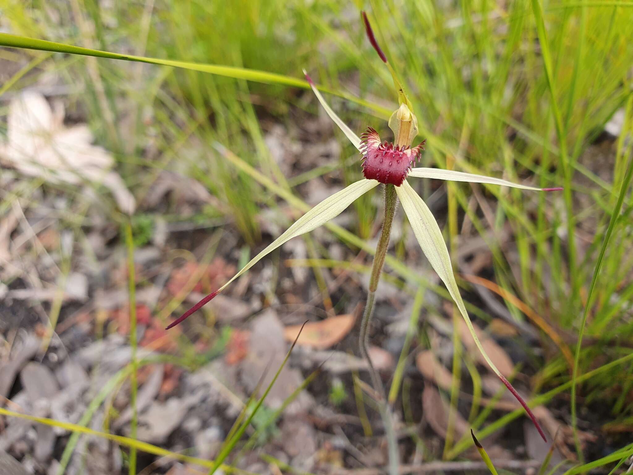 Image of Southern spider orchid