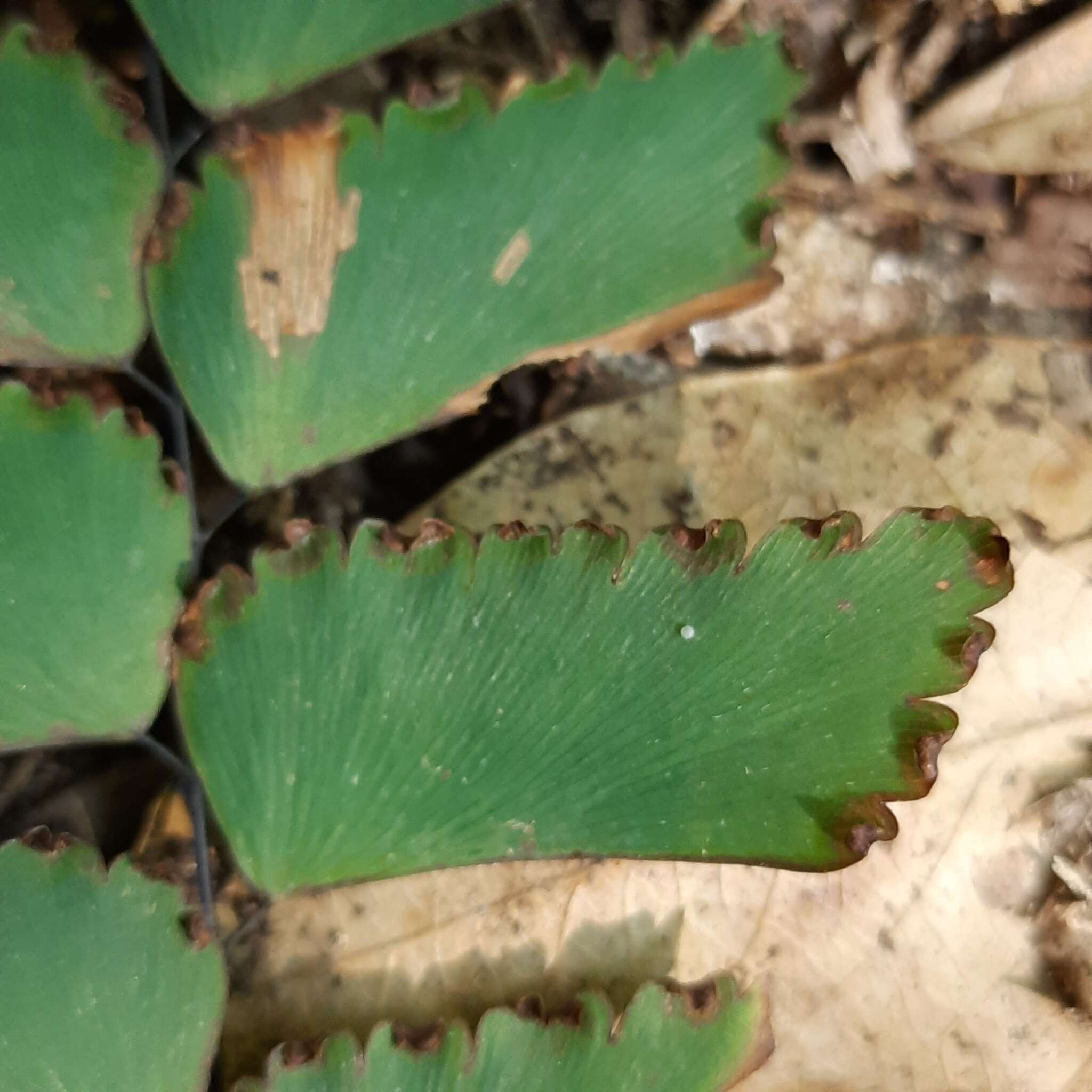 Image of Adiantum mathewsianum Hook.