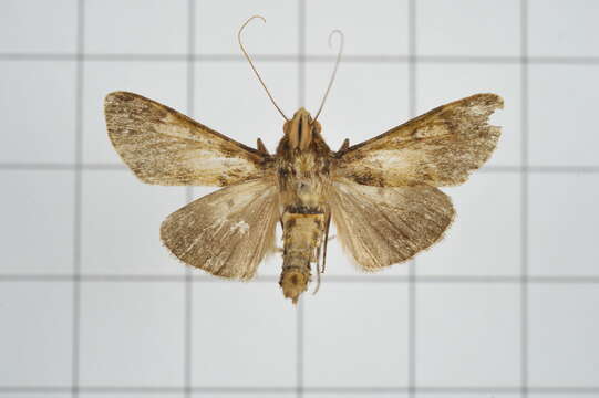 Image of Teliphasa nubilosa Moore