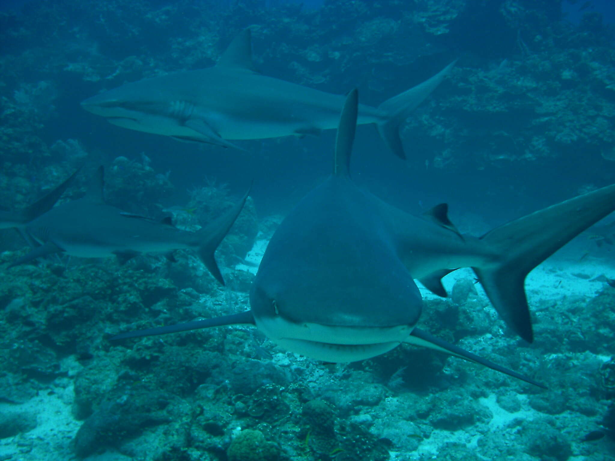 Image of Caribbean Reef Shark