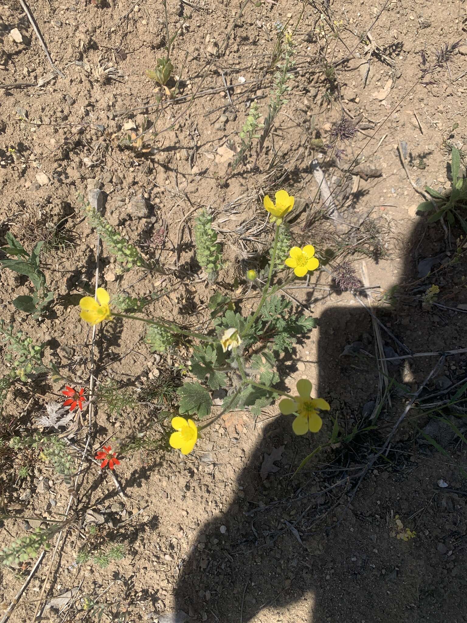 Image de Ranunculus neapolitanus Tenore