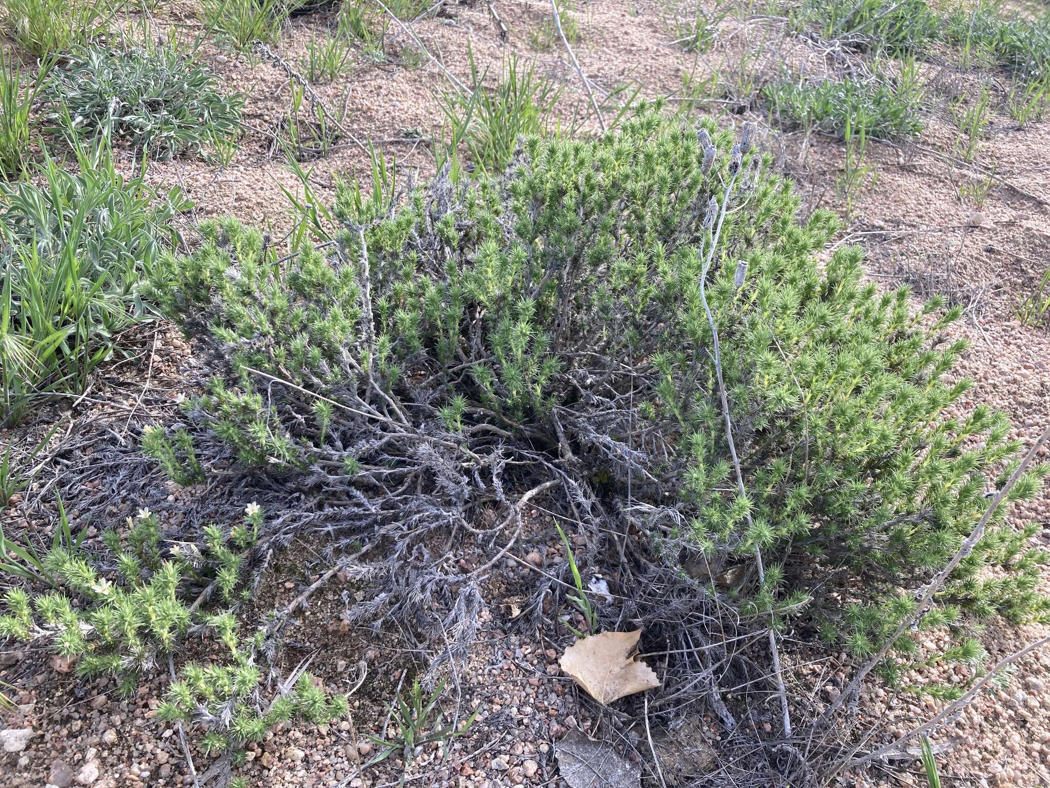 Image of mat prickly phlox