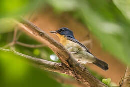 Image of Large Blue Flycatcher