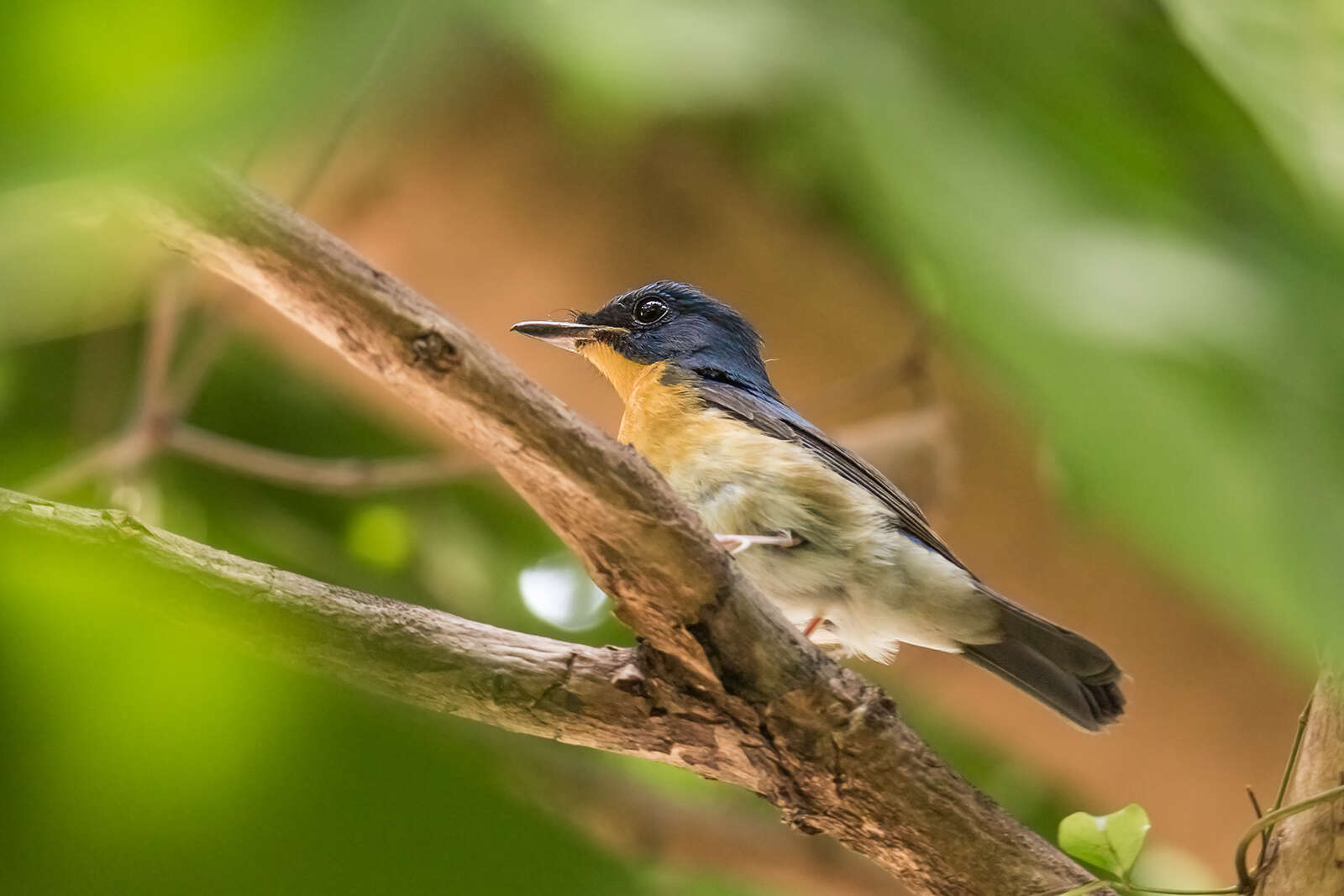 Image of Large Blue Flycatcher