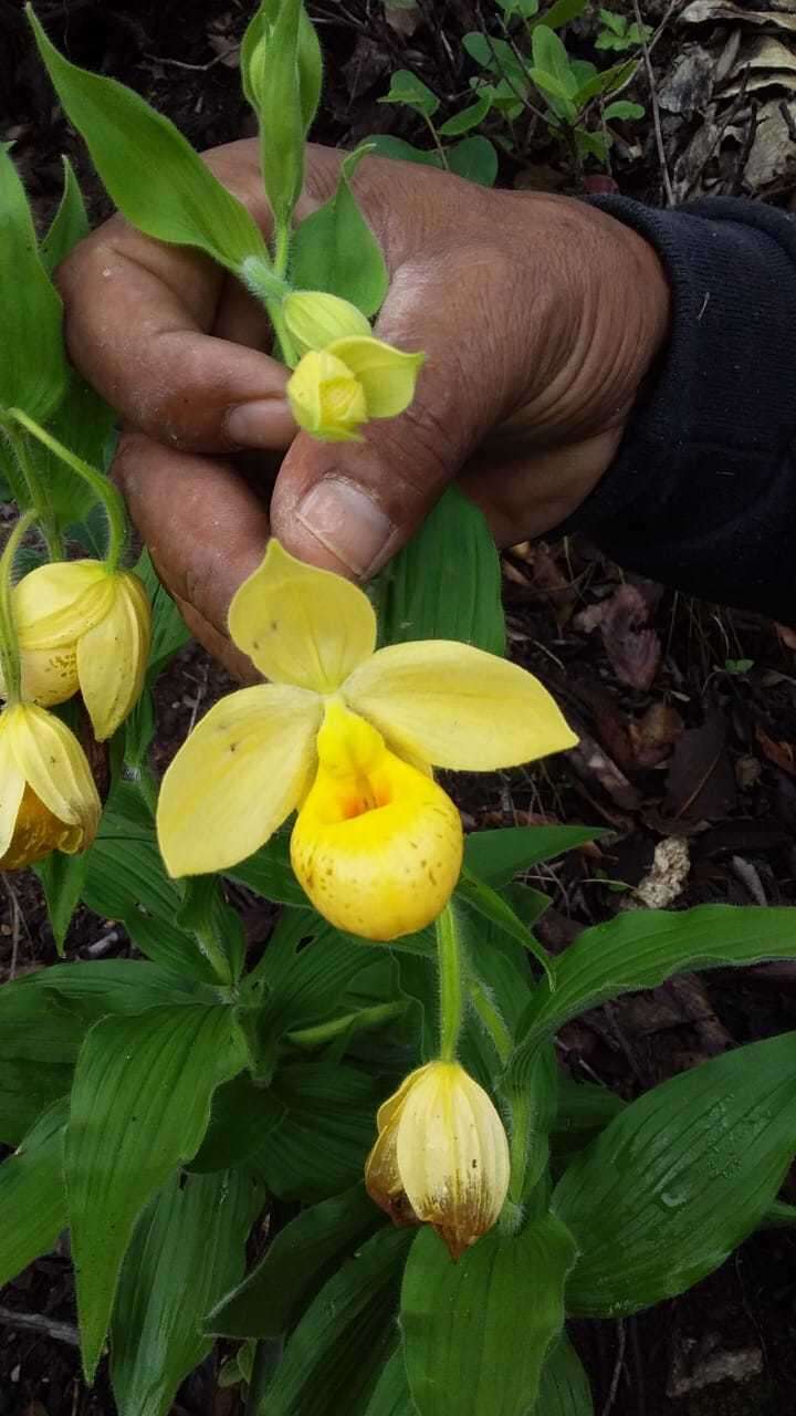 Sivun Cypripedium molle Lindl. kuva