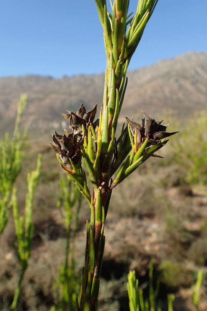 Image of Leucadendron corymbosum Berg.