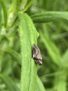 Image of Diamondback Spittlebug